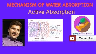 Mechanism Of Water Absorption Active Absorption [upl. by Aicercul651]