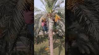 Man Climbs a Dates Palm to Cut Date Branches [upl. by Michey576]