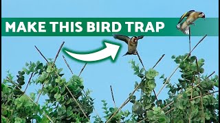 🌳 ARTIFICIAL BIRD HUNTING TREE Make Your Own Bird Trap 🐦🌿 [upl. by Natala245]