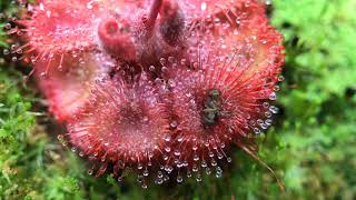 Fastest Carnivorous Sundew Plant Macro Time Lapse Drosera Burmannii [upl. by Bremser248]