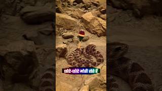 How Does A Rattlesnake Rattle Work  रैटलस्नेक रैटल कैसे काम करता है shorts facts knowledge [upl. by Egiaf]