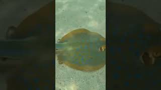 Title Close Encounter with a BlueSpotted Stingray at Tioman Island [upl. by Eliason]