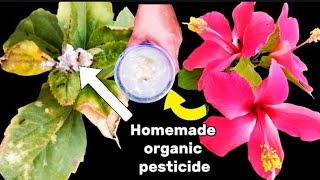 Easiest way to control AphidsMealybugsWhite insects on Hibiscus using homemade organic pesticide [upl. by Krock]