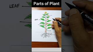 How to draw parts of plant drawing shorts viralvideo drawing [upl. by Adnilam735]