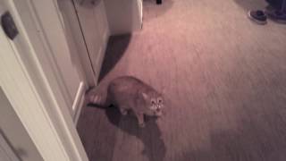 Friends Cat Meows Aggressively then Attacks [upl. by Janyte]