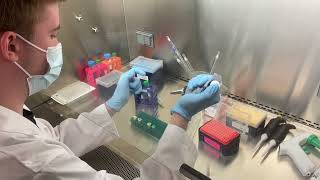 DNA Transfection Procedure Reverse for Transfection Cell Block [upl. by Zachariah]