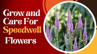 Speedwell Success How to Grow and Care for Speedwell Flowers [upl. by Notsgnal387]