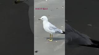 Beach birds [upl. by Enened]