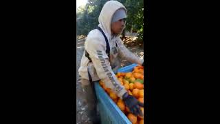 Petik buah di australia 2018 [upl. by Iretak966]