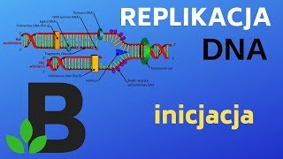 INICJACJA replikacji DNA  genetyka  KOREPETYCJE z BIOLOGII  204 [upl. by Nylzaj]