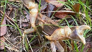 🦀カニ Crabs Just Passing by a Hamagani 514 [upl. by Junji]