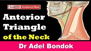 Anterior Triangle of the Neck Dr Adel Bondok [upl. by Brnaby]