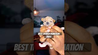 Meet Koda The Miniature Apricot Poodle puppy poodle viralvideos cute transition shorts [upl. by Asinet]