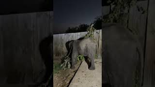 A Nighttime Livestream with Baby Elephant Phabeni at the Orphanage [upl. by Onaicul634]