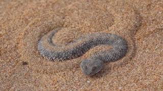 The sand viper Cerastes vipera in southern Morocco [upl. by Lear]