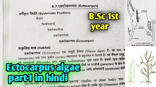 Ectocarpus algae In hindi  BSc first year botany 1st semester Microbiology and plant pathology [upl. by Htesil714]