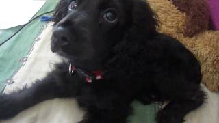 Black Cocker Spaniel Puppy [upl. by Zsa]