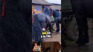 Percheron 🇫🇷🥖🐎 shortvideo animali animale cavallo cavalli percheron forza potente [upl. by Teemus]