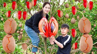 Harvesting Redfleshed Sapodilla  How to Ripen Sapodilla Quickly Goes to the market sell [upl. by Airtened]