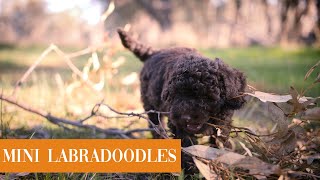 Mini Labradoodle Puppies Australia [upl. by Luaped]