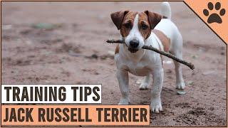 How To Train A Jack Russell Terrier  Dog World [upl. by Enelav]