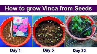 How to grow vinca or Periwinkle from seeds [upl. by Sedda]