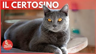 IL GATTO CERTOSINO  Caratteristiche Storia e Curiosità🐈‍⬛✨🙋 [upl. by Dnalevets]