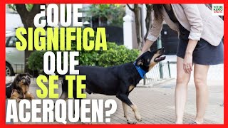 💝 ¿QUE SIGNIFICA QUE SE TE ACERQUEN LOS PERROS DESCONOCIDOS 💝 quizás ven el AURA DE LAS PERSONAS [upl. by Odama849]