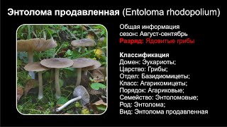 Энтолома продавленная Entoloma rhodopolium [upl. by Kilk]