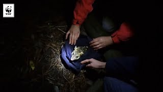 Eastern Quoll Babies  WWFAustralia [upl. by Arval]