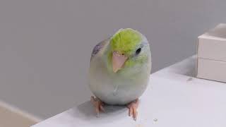 Why Do I Like Parrotlets More Than Lovebirds [upl. by Gerianne]