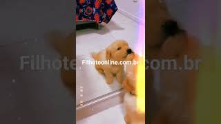 Temos filhotes de Golden Retriever filhotes pets cute [upl. by Thurlough]