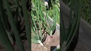 Growing Red Onions in Zone 10b Best red onions the ones you grow yourself [upl. by Alil]