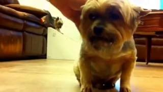 Yorkie Cough  Tracheal Collapse in DogsVeterinarian Diagnosis Treatment [upl. by Eittocs]