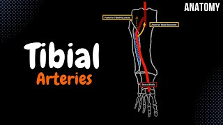 Tibial Arteries Anterior amp Posterior  Course  Branches [upl. by Trubow465]