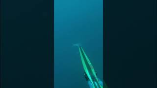 Sola soletta fishing pescasub spearfishing [upl. by Renaud]