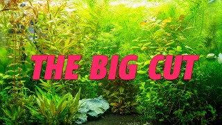 Ep6 – THE BIG CUT – DUTCH STYLE TANK – 175 Liter 46 Gallon Aquascape [upl. by Tioneb602]