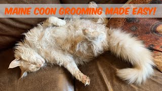 How to groom a Maine Coon cat and the best Maine Coon grooming kit [upl. by Eerak]