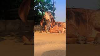 ગાય પ્રેમીJAYESHAHIR4854 desi cow baby village [upl. by Dlonyer]