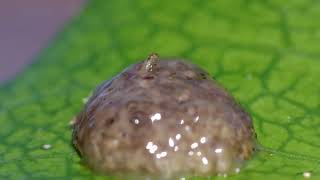 Hatching limnephilidae caddisfly egg cocoon with timelapse [upl. by Aiouqes]