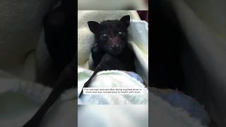 This bat was rescued after being washed down a drain and was adopted animalshorts [upl. by Zulaledairam]