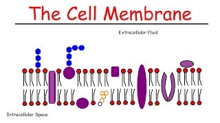 The Cell Membrane [upl. by Jari543]