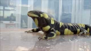 Tiger Salamander eats his first pinky mouse [upl. by Hartzell]