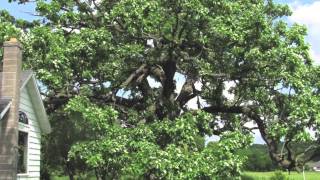 Fast Growing Burr Oak [upl. by Daffodil]