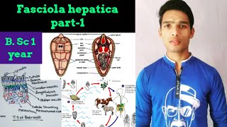 External morphology of Fasciola hepatica [upl. by Ruscher]