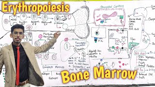 Erythropoiesis  Bone Marrow  PPSC Level  Doubtless Lecture [upl. by Kant106]