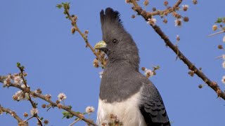 Whitebellied Goawaybird and its Call [upl. by Sadirah]