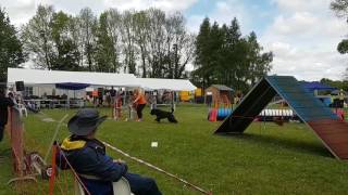 Bouvier des Flandres Agility [upl. by Adnylam72]