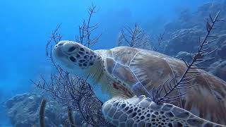 Two turtles in Belize [upl. by Hahsi486]