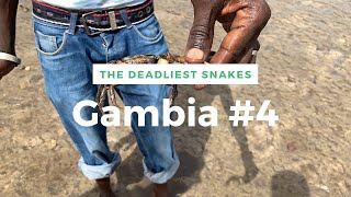 A walk with the deadliest snakes in the world 🇬🇲 [upl. by Eldred]